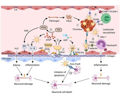 Frontiers Platelets As Mediators Of Neuroinflammation And Thrombosis