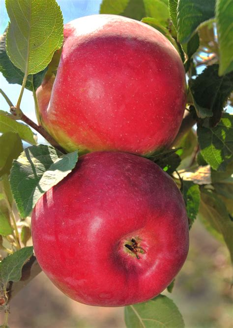 Яблоня "Дейтон" | Гавриш Агропитомник в Крымске