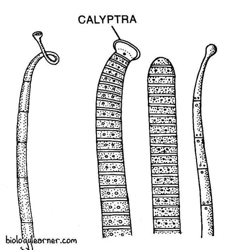 Oscillatoria Hormogonia