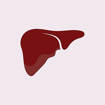 Human Liver Clipart Transparent Png Hd Human Liver Icon In Cartoon