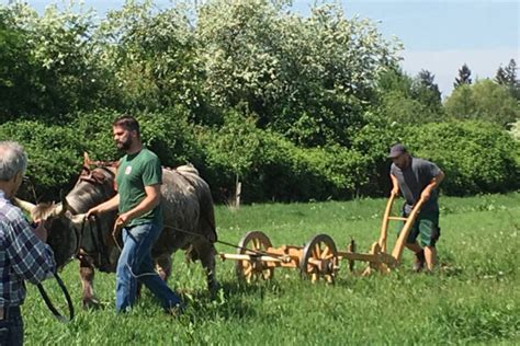 Ploughing At Lauresham — Medieval Histories