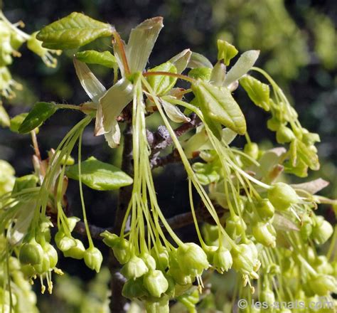 Les Snats Acer Monspessulanum Erable De Montpellier