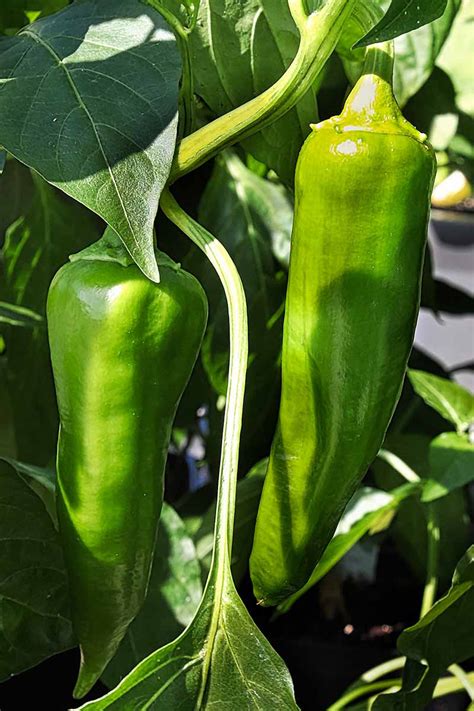 How to Plant and Grow Anaheim Peppers - Make House Cool