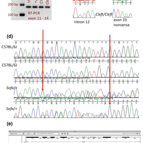 Examples Of Validated Mutations Discovered In Mutant Exome Data