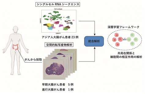 大腸がん発がんにおける免疫寛容を引き起こす仕組みを同定～早期から使用できる大腸がんに対する免疫療法開発に向けた一歩～ テック・アイ生命科学