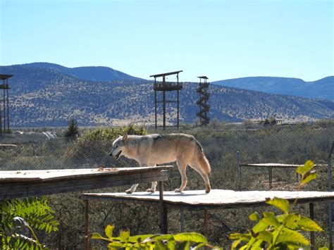 Arizona Wildlife Park: Out Of Africa - Buddy The Traveling Monkey