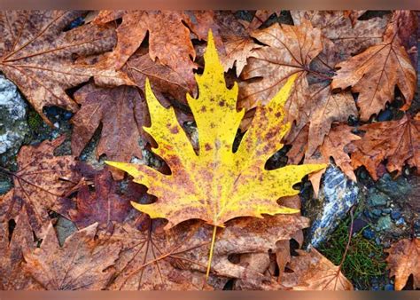 Color Palette Ideas from Leaf Maple Autumn Image | iColorpalette