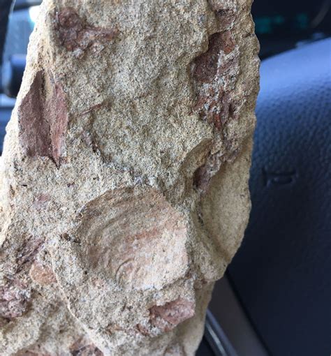 Mollusk Type Shell Fossil or My Imagination? lol - Fossil ID - The Fossil Forum