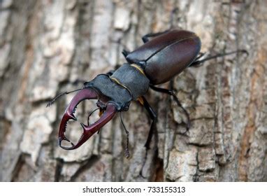 1,420 Stag Beetle Antlers Images, Stock Photos & Vectors | Shutterstock