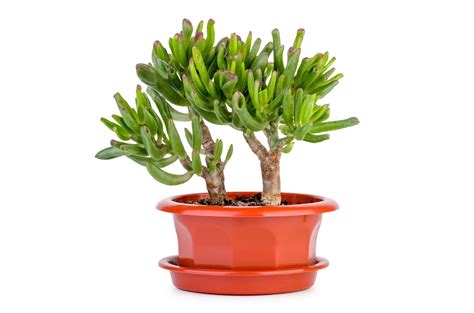 Growing Gollum Jade Plants How To Care For Gollum Jade Succulents