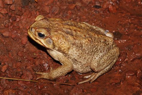 Crappo Aka Cane Toads The Worlds Largest Toads Things Guyana