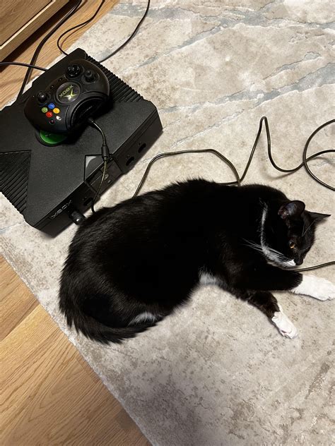 A Cat and Xbox Original : r/originalxbox