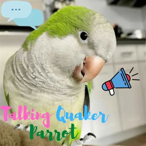 Quaker parrot care - How to care for a Monk Parakeet