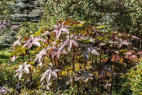 Bela Imagem Da Planta Ricinus Communis Imagem De Stock Imagem De