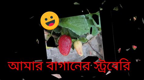 স্ট্রবেরি আমার বাগানের Youtube