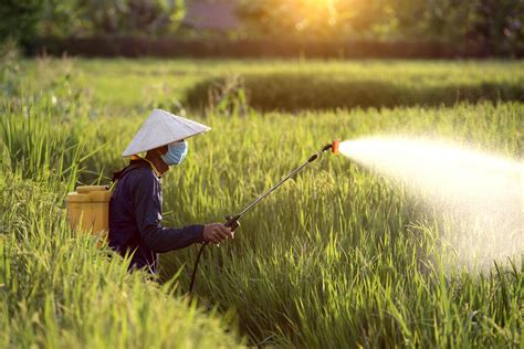 Old Farmers Spray Fertilizer Or Chemical Pesticides In The Rice Fields