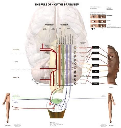 The rule of 4 of the brainstem • LITFL • Neurology