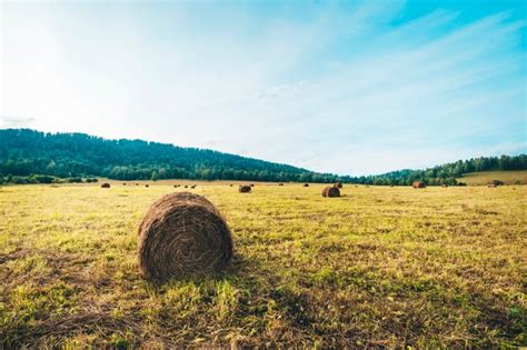 Premium Photo Harvesting In The Field In The Mountains Beautiful