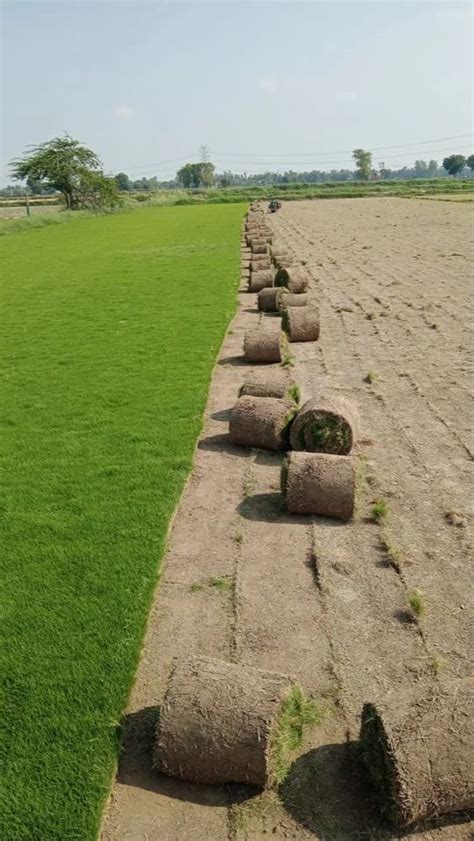 Nilgiri Grass Natural Carpet At Rs 9 Sq Ft Natural Grass In New Delhi