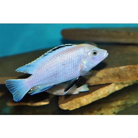 Malawi Mbuna Cichlid Labidochromis Sp Albino Single Size 2 To 25