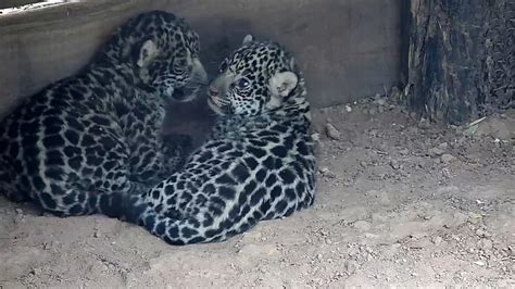 Nacieron Dos Yaguaret S En El Parque Nacional El Impenetrable De