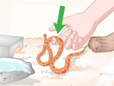 How to Care for Baby Cornsnakes (with Pictures) - wikiHow