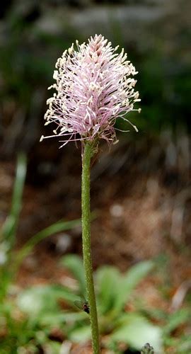 Maybe Polygonum bistorta? | Alpine Flowers in the Bernese Ob… | Flickr