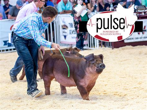 The Exposition Duroc Gilts The Pulse