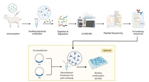 Workflow Of The Repab ® Antibody Discovery Platform For Sequencing The Download Scientific