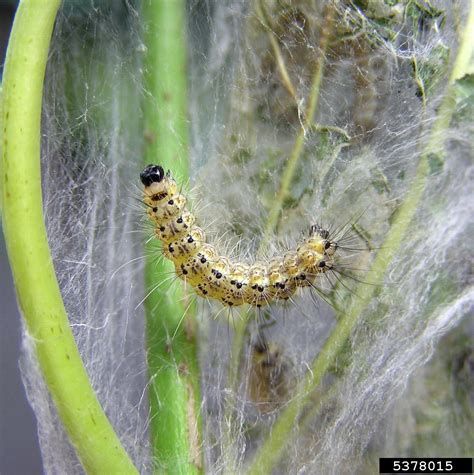 Fall Webworm Hyphantria Cunea