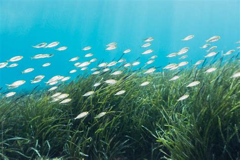 "School Of Small Fish Swimming Over The Green Sea Grass In ...