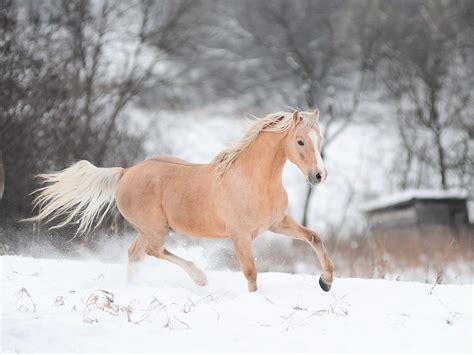 Winter Horse Wallpapers - Top Free Winter Horse Backgrounds