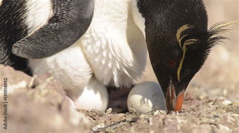 Rockhopper Penguin Stock Photo | Adobe Stock