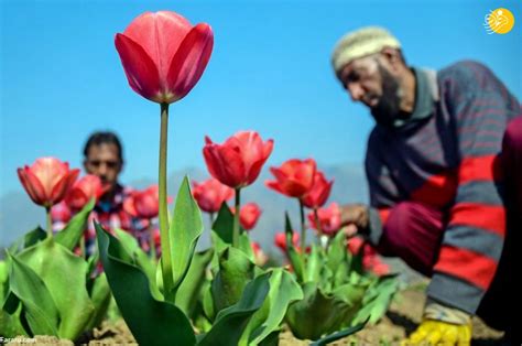 فرارو تصاویر افتتاح بزرگ‌ترین باغ گل لاله آسیا