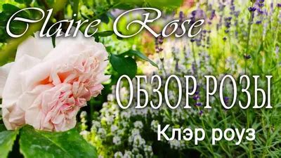 Роза клер роуз фото - 74 картинки