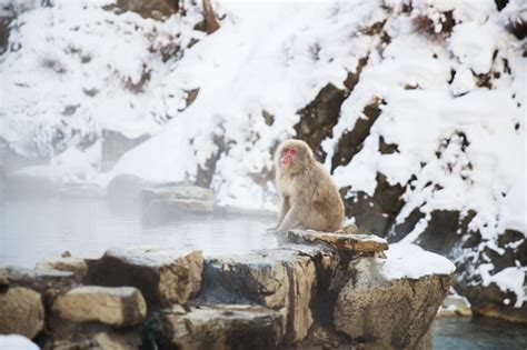 Premium Photo Japanese Macaque Or Snow Monkey In Hot Spring