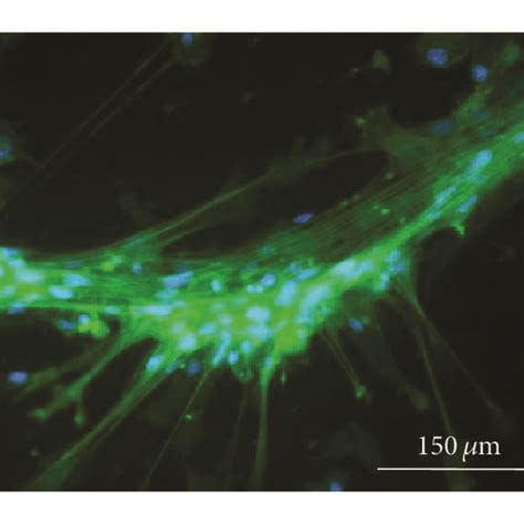 BMSCs Morphology Viability And Proliferation Under NWPT A Light