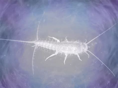 Spiritual Meaning Of Silverfish Sodalite Minds