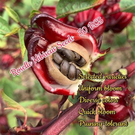 pcspack roselle plant seeds roselle hibiscus sabdariffa flower seeds