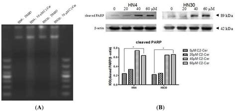 Ijms Free Full Text C2 Ceramide Induces Cell Death And Protective