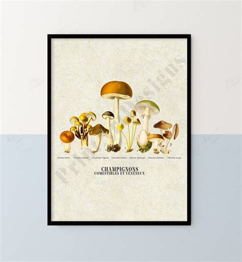 Vintage Champignons Chart Poster Mushrooms Wall Art Mushrooms