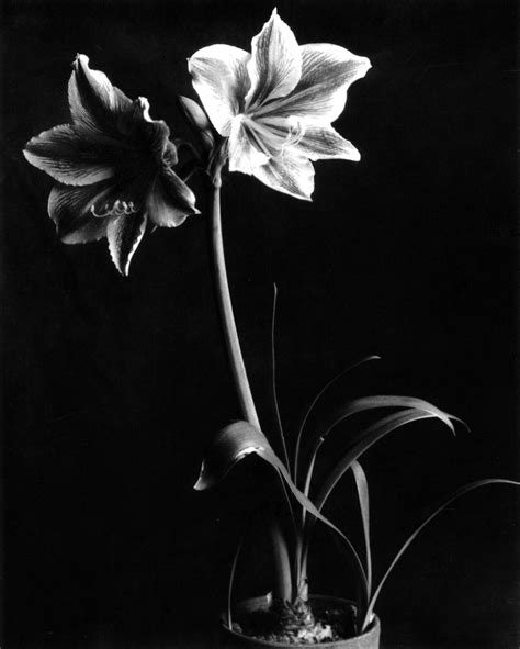 The world of old photography: Imogen Cunningham: Amaryllis Flower, 1933