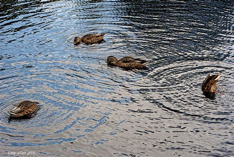 Ducks N Ripples The Park Hastings Meyer Optik 50mm Le Flickr