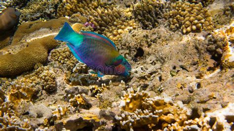 Parrot Fish stock photo. Image of multicolour, sharm - 49652828