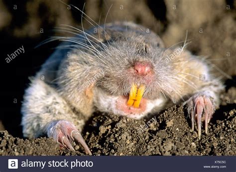 Pocket Gopher Stock Photos And Pocket Gopher Stock Images Alamy