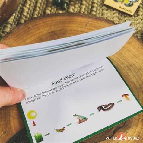 How Does The Food Chain Work Science Book For Kid 5
