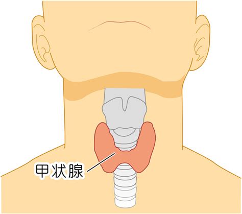 板橋区の甲状腺外来ならnobuヘルシーライフ内科クリニック