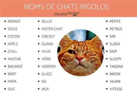 300 Idées de noms originaux et courts pour chat