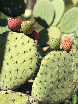 รูปภาพPinya – เลือกดูภาพถ่ายสต็อก เวกเตอร์ และวิดีโอ117 | Adobe Stock