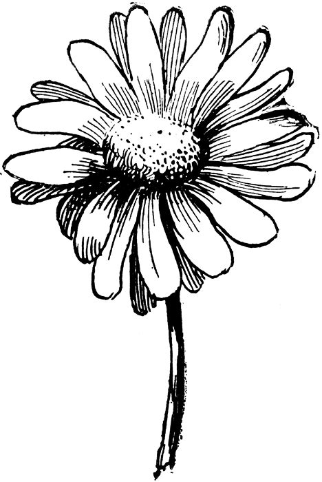 White daisy clipart images clipartcow – Clipartix